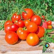 atkinson tomato