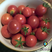 baxters early bush cherry tomato