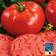 Tomato Beefsteak Organic Seed