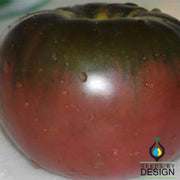 Tomato Black From Tula Seed