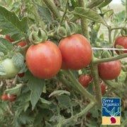 Organic Chadwick Cherry Tomato Seeds