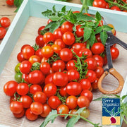 Tomato Seeds - Red Cherry Small - Organic