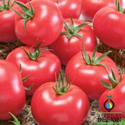 Tomato Seeds - Clear Pink