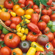 Tomato Seeds - Culinary Blend