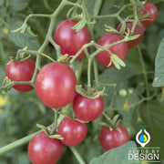 Currant Red Tomato Seeds