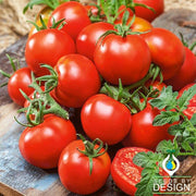 Tomato Seeds - Czech Bush