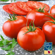 Tomato Seeds - Dakota Sport - Organic