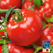 Tomato Seeds - Delicious - Organic