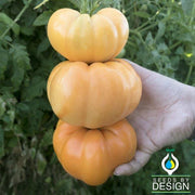 Tomato Seeds - Dr. Wyche's Yellow