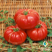 Dutchman Tomato Garden Seeds