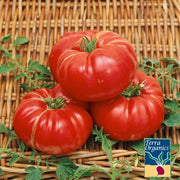 Tomato Seeds - Dutchman - Organic