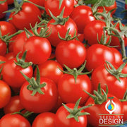 Tomato Seeds - Fox Cherry