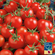 Tomato Seeds - Fox Cherry - Organic