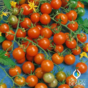 Tomato Seeds - Gardener's Delight