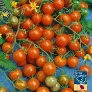 Tomato Seeds - Gardener's Delight - Organic