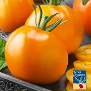 Tomato Seeds - Golden Jubilee - Organic