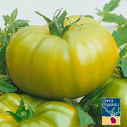 Tomato Green Zebra Organic Seed