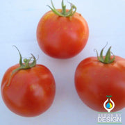Homestead Tomato Seeds