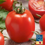 Tomato Seeds - Micado Violetter - Organic