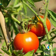 Tomato Seeds - Siberian