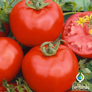 Tomato Rutgers Seed
