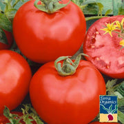 Tomato Seeds - Rutgers - Organic