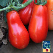 organic indeterminate san marzano tomato seeds
