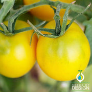 Tomato Seeds - Golden Sunburst