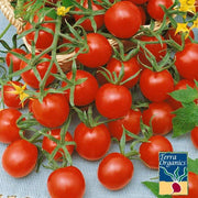 Tomato Seeds - Sweetie - Organic