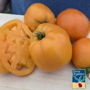 Tomato Seeds - Valencia - Organic