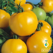 Tomato Seeds - Yellow Perfection