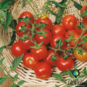 Tomato Large Red Cherry Seed