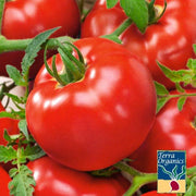 Tomato Large Red Organic Cherry Seed