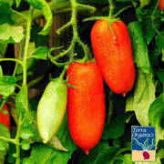 Tomato Seeds - San Marzano Determinate (Organic)