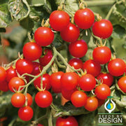 Tomato Seeds - Suncherry Extra Sweet - Hybrid