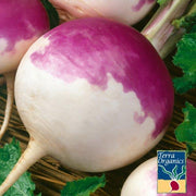 Organic Purple Top White Globe Turnip Seeds