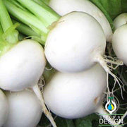 White Egg Turnip Seeds - Non-GMO