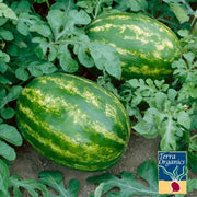 Watermelon Seeds - Allsweet - Organic