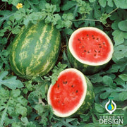Watermelon - Calsweet Garden Seed