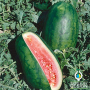 Congo Watermelon Seeds