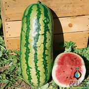 Watermelon Garrisonian