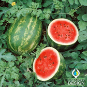 Watermelon Seeds - Grandeur F1
