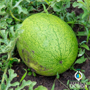 Watermelon Seeds - Greybelle
