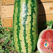 Watermelon Jubilee Seed