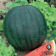 Watermelon Seeds - Regal F1