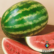 Watermelon Seeds - Royalty F1
