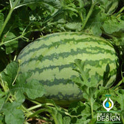 Watermelon Striped Klondike Blue Ribbon Seed