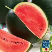 Watermelon Seeds - Sugar Baby - Organic