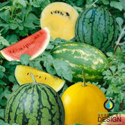 summer color mix watermelon