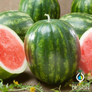 Watermelon Seeds - Triple Express F1